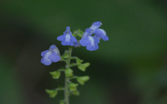 Scutellaria gaumeri