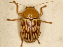 Cryptocephalus fulguratus