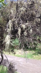Ramalina peruviana