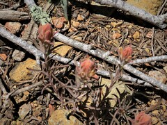 Castilleja arachnoidea