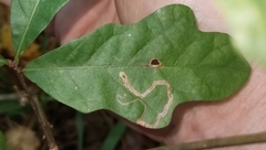 Stigmella quercipulchella