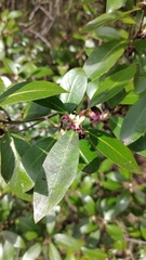 Pittosporum colensoi
