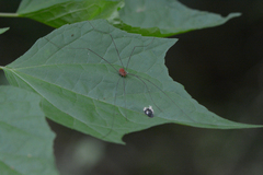 Opilioninae