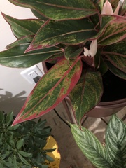 Aglaonema