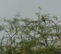 Megarynchus pitangua