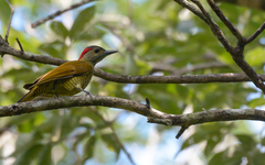 Colaptes rubiginosus