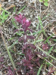 Odontites vernus