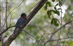 Pachyramphus aglaiae