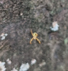 Argiope dang