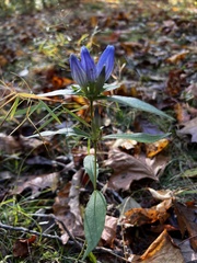 Gentiana saponaria
