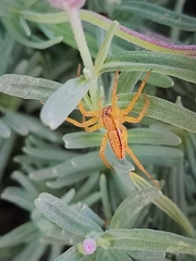 Dolomedes minor