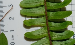 Nephrolepis cordifolia