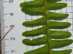 Nephrolepis cordifolia