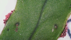 Nephrolepis cordifolia