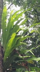 Microsorum punctatum