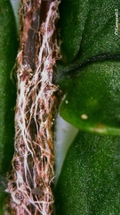 Nephrolepis cordifolia