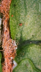 Nephrolepis cordifolia