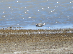 Charadrius alticola