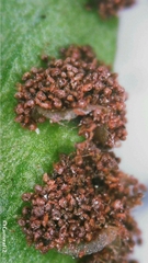 Nephrolepis cordifolia