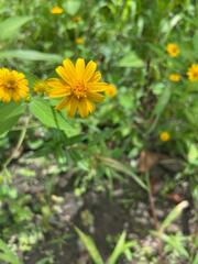 Melampodium divaricatum