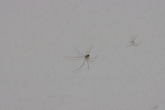 Crossopriza lyoni