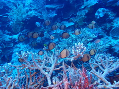 Dascyllus reticulatus