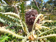 Banksia ashbyi