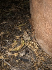 Anaxyrus microscaphus