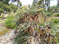 Banksia ashbyi