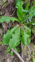 Lactuca virosa