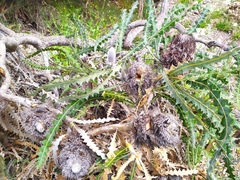 Banksia ashbyi