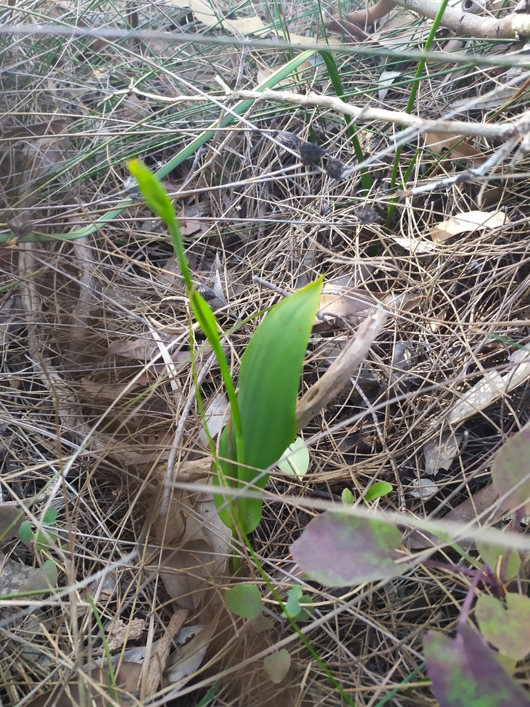 Thelymitra benthamiana