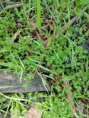 Sherardia arvensis