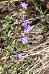 Lobelia reverchonii