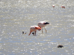 Phoenicopterus chilensis