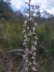 Stylidium carnosum