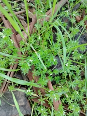 Sherardia arvensis