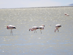 Phoenicoparrus andinus