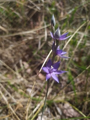 Thelymitra graminea