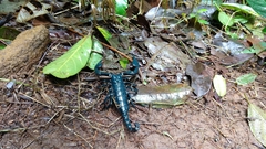 Sahyadrimetrus