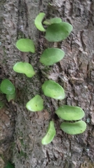Pyrrosia adnascens