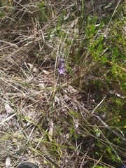 Thelymitra graminea
