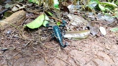 Sahyadrimetrus