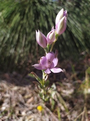 Thelymitra macrophylla