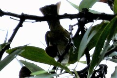 Pycnonotus