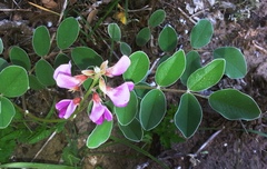 Tephrosia lindheimeri