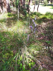 Thelymitra macrophylla