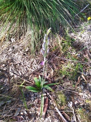 Thelymitra macrophylla