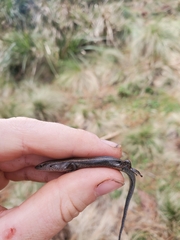 Lampropholis delicata