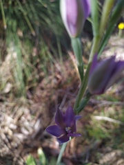 Thelymitra macrophylla